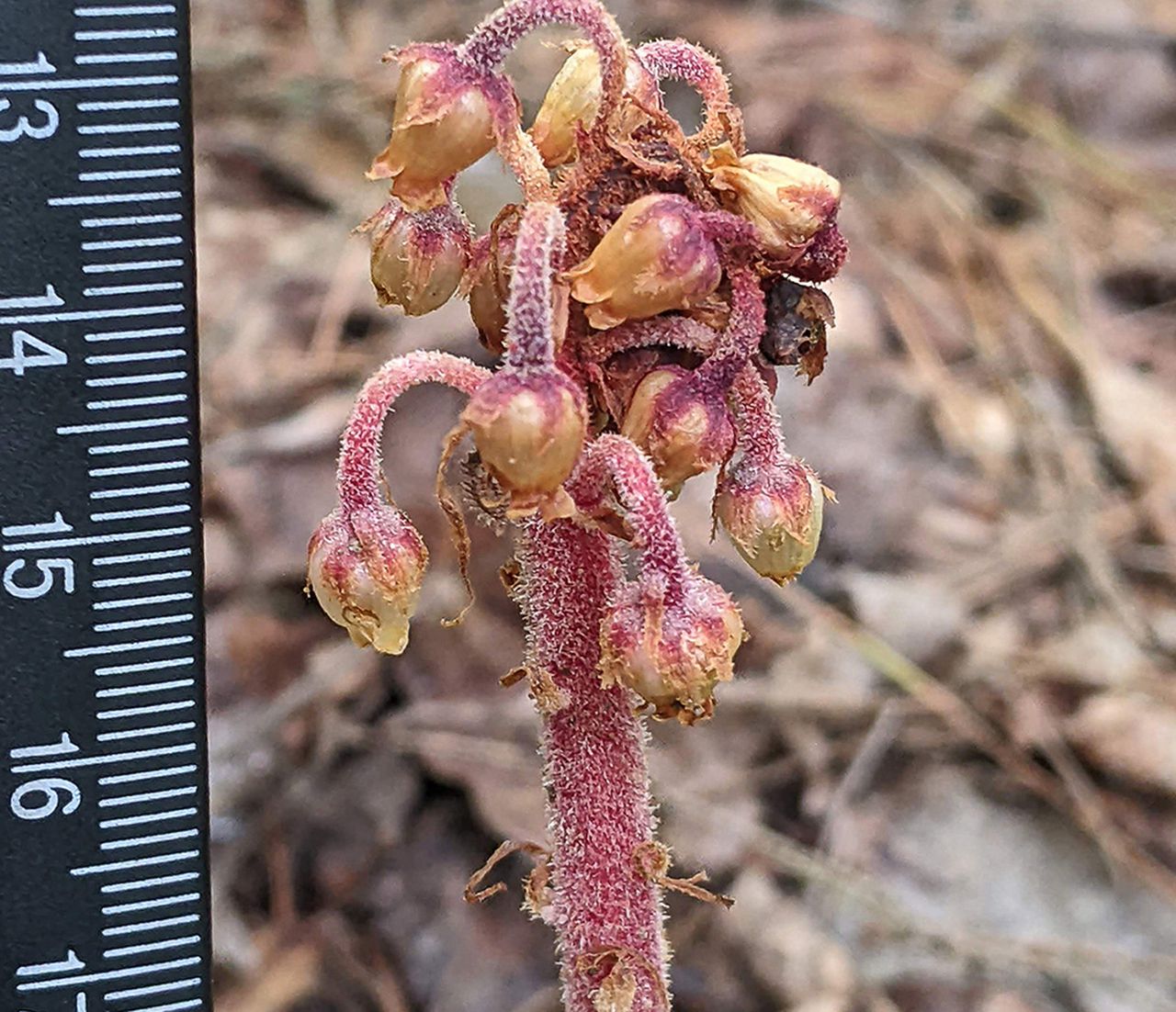 Flower discovered for the 1st time in Massachusetts