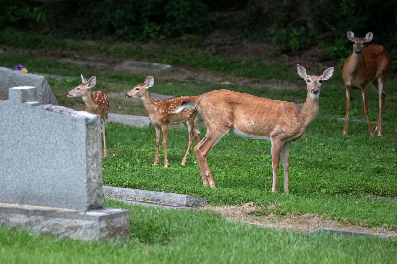 The Wood’s Edge is a 12-acre “green” cemetery