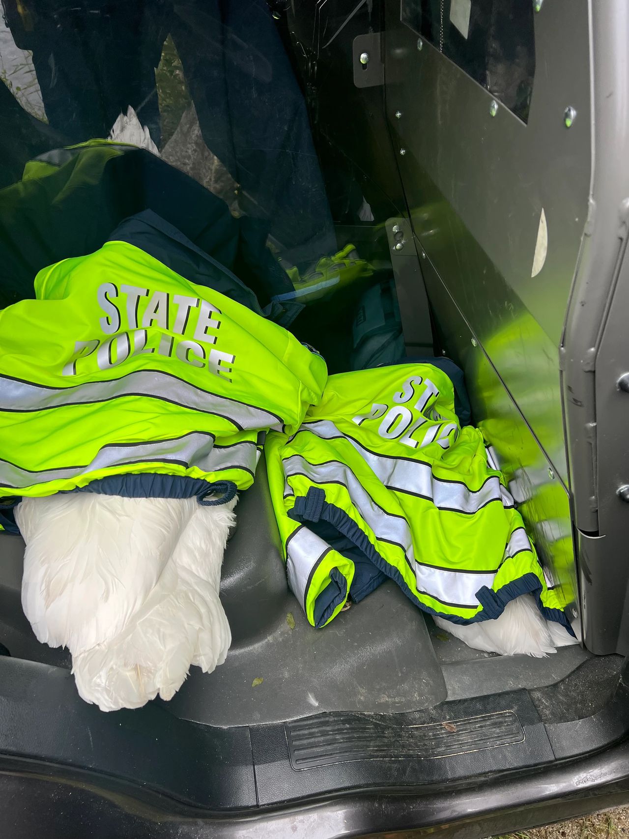 Mass. State Troopers rescue swans
