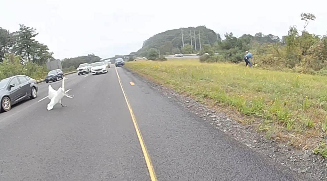Mass. State Troopers rescue swans