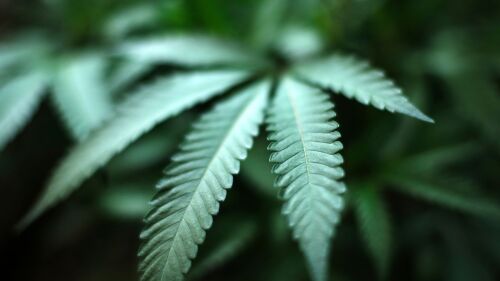 cannabis_092719_news.jpg