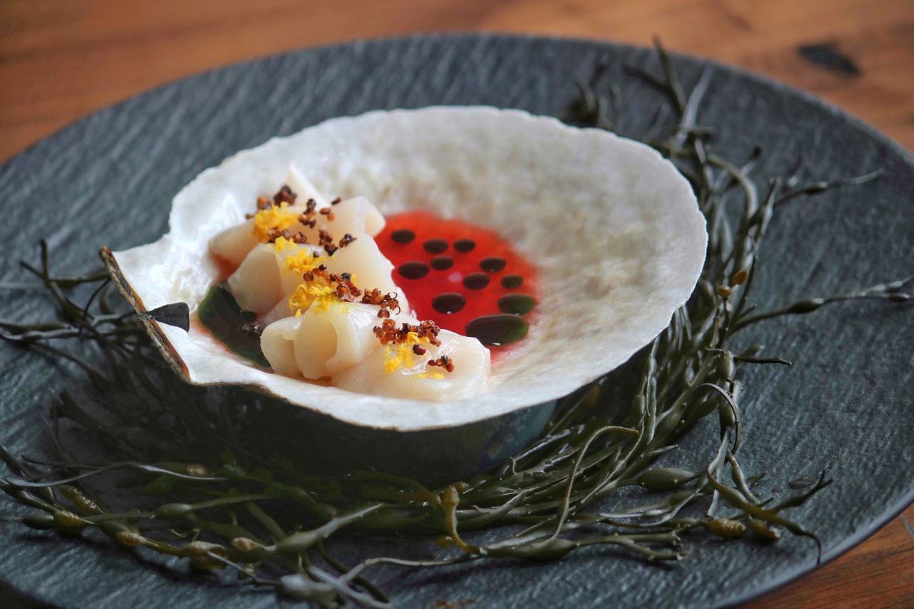 Live Boston Diver Scallop