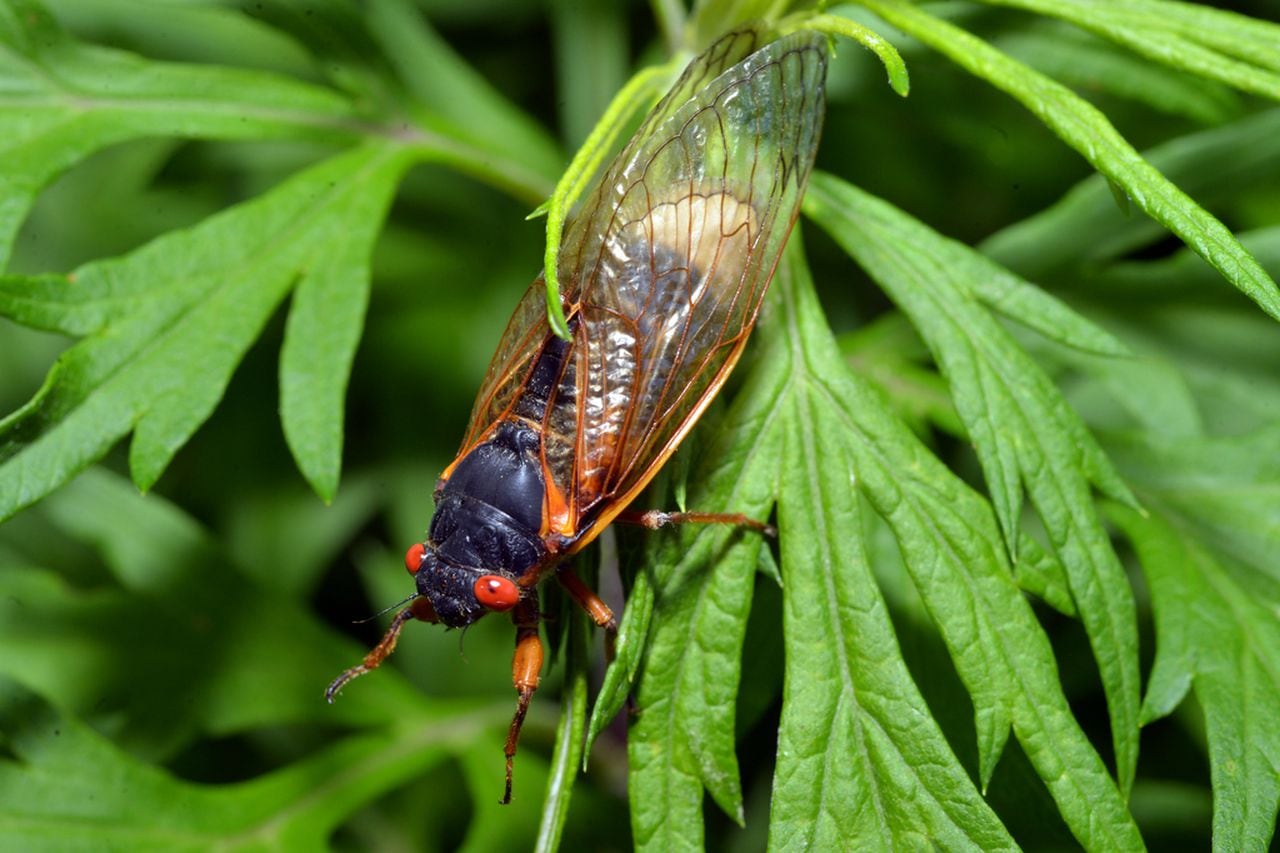 Cicadas