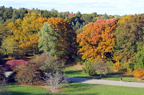 Fall foliage peak starting later and leaves are less vibrant due to higher than normal rainfall this year, Arnold Arboretum says