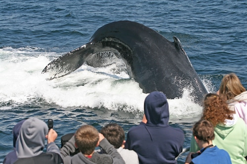 Whale watch