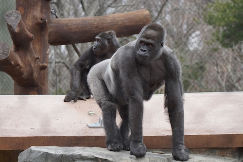 Gorilla Grove Opening at Boston's Franklin Park Zoo