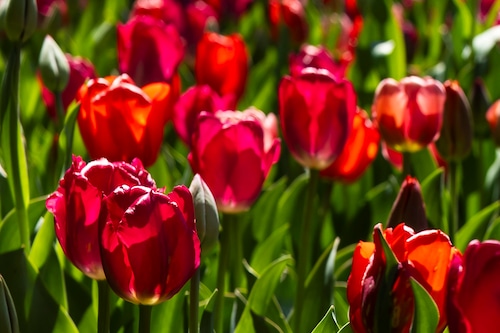 Spring blooms in Midland’s Dow Gardens