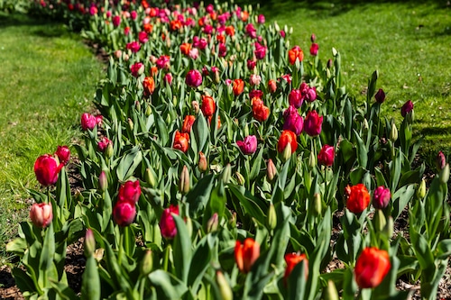 Spring blooms in Midland’s Dow Gardens