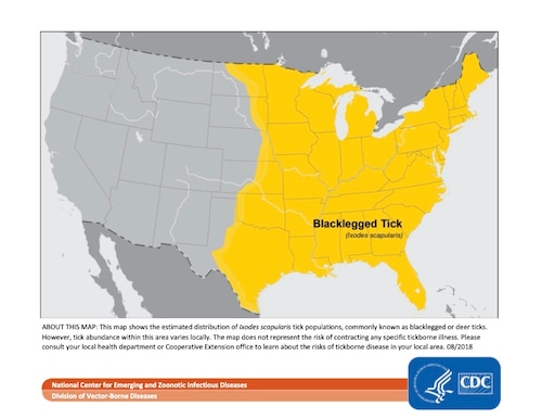 Blacklegged tick