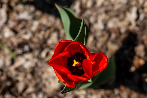 Spring blooms in Midland’s Dow Gardens