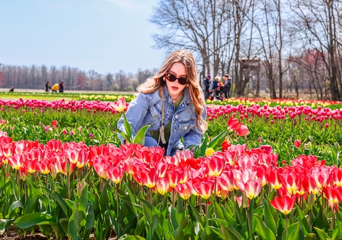 Dalton Farms tulips and daffodils bloom for the spring