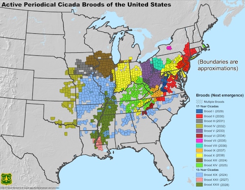 Periodical Cicada Broods of the United States