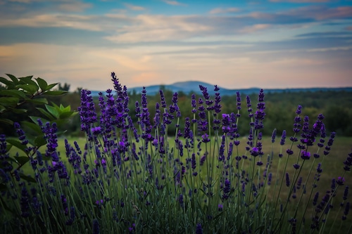 Lavender Fest