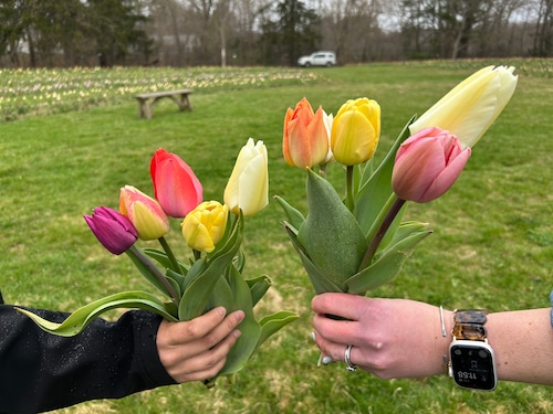 Tulip Mania at the Massachusetts Horticultural Society’s Garden at Elm Bank