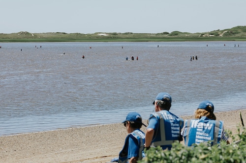 Dolphins stranded off Wellfleet