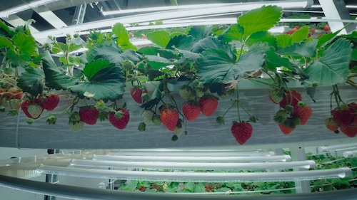 Oishii strawberries growing