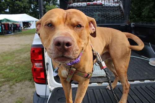 The dogs at the Brimfield Flea Market July 2024