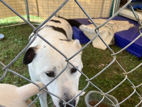 Dogs of Brimfield