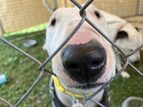 Dogs of Brimfield