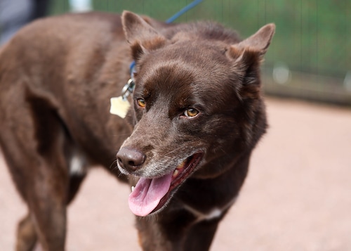 Bark in the Park