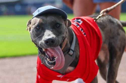 Bark in the Park
