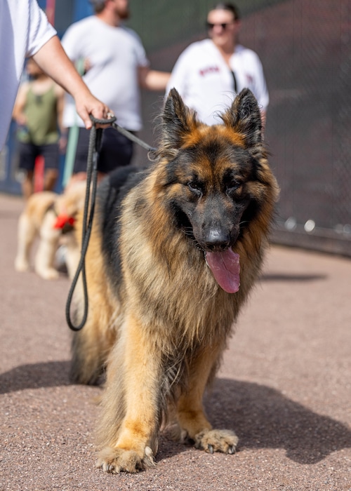 Bark in the Park