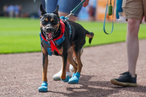 Bark in the Park