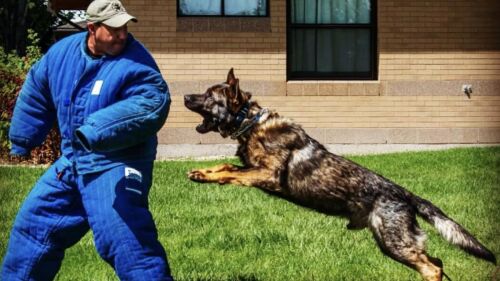 Nampa police chase ends in rollover crash. K-9 dies, suspect and officer injured