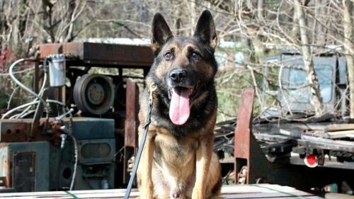 Tenn. K-9 killed in Helene flooding