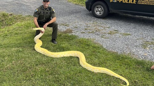 Python Seized