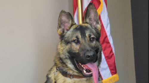 Mo. K-9 dies after being left in hot car