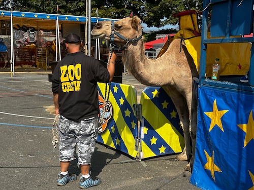 Camels at The Big E