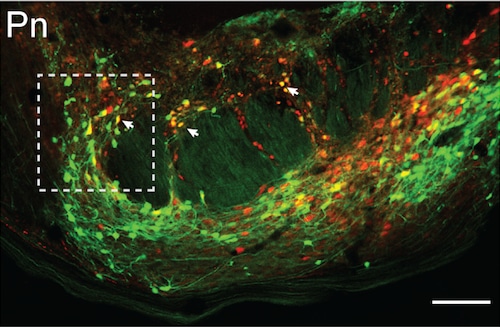 Pontine nucleus (Pn)