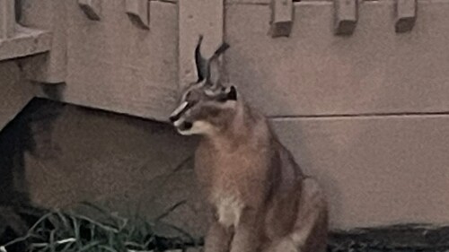 ‘Supremely acrobatic’ exotic wild cat is on the prowl in Illinois suburb, police say