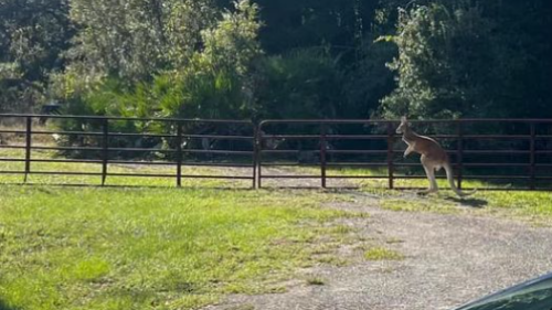 Kangaroo escapes after close bear encounter