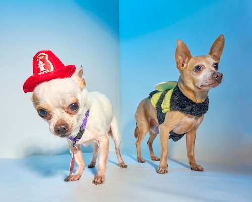 Adoptable animals in Halloween costumes