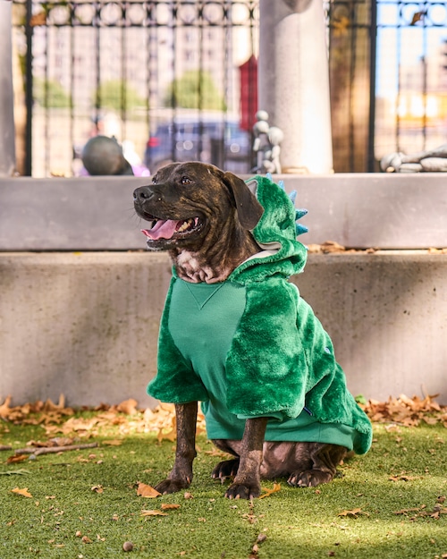 Adoptable animals in Halloween costumes