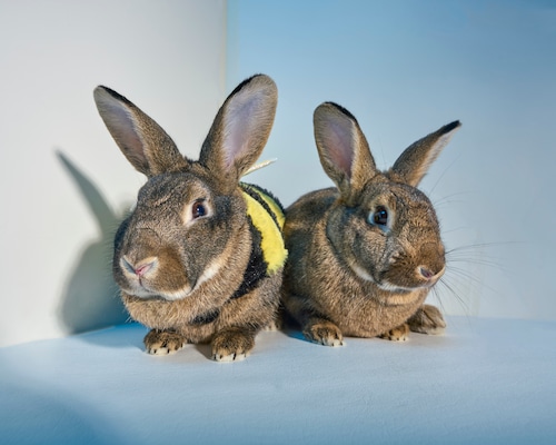 Adoptable animals in Halloween costumes