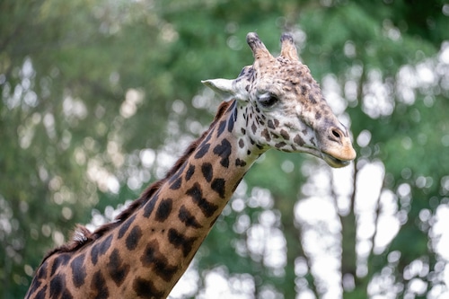 Franklin Park Zoo