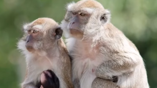 43 monkeys escape from a South Carolina medical lab. Police say there is no serious danger