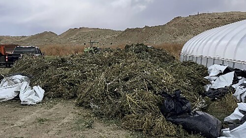 Marijuana Destroyed New Mexico