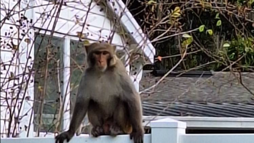 Forget mystery drones. One city has a rash of monkey sightings, Florida cops say