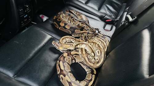 Snakes surprise deputies arresting driver on gun and drug charges, Texas officials say