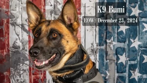 K-9 Bumi