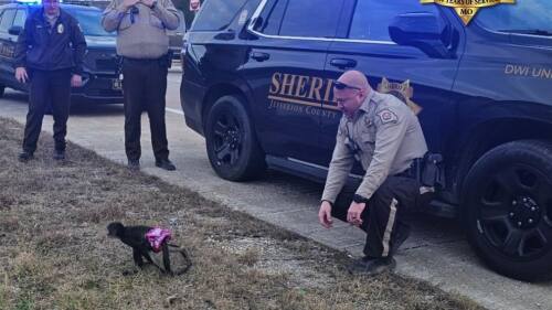 Spider monkey in tutu escapes home, sending Missouri cops on ‘bananas’ rescue mission