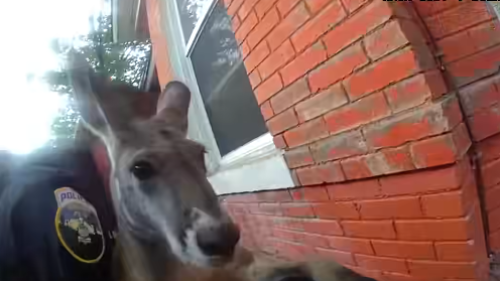 Screenshot 2025-05-21 172740.png