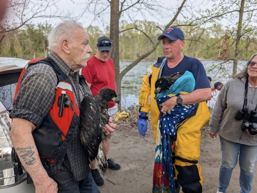 Baby eagles rescued in Longmeadow