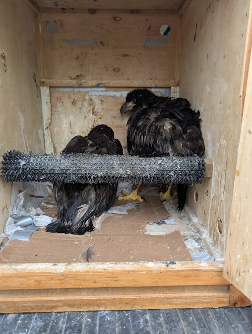 Baby eagles rescued in Longmeadow
