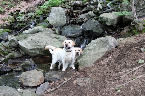 Nancy Cronin’s labradors, Hogan and Murphy, take a dip in Cascading Waters in Worcester on May 30, 2025.