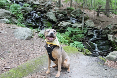 Pitbull at Cascading Waters